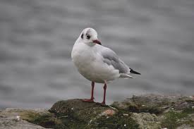 Attēlu rezultāti vaicājumam “Larus ridibundus eggs”