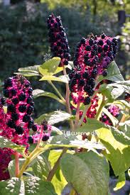 Attēlu rezultāti vaicājumam “Phytolacca acinosa flower”