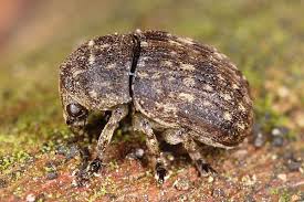 Attēlu rezultāti vaicājumam “Anthribus nebulosus”