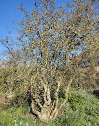 Attēlu rezultāti vaicājumam “Corylus avellana”