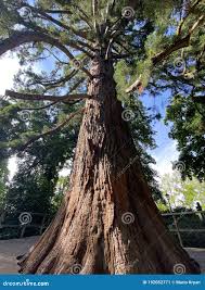 Image result for Mammutbaum