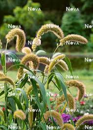 Attēlu rezultāti vaicājumam “Setaria italica”