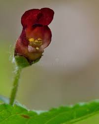 Attēlu rezultāti vaicājumam “Scrophularia nodosa flower”