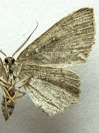 Attēlu rezultāti vaicājumam “Cyclophora pendularia”