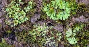 Attēlu rezultāti vaicājumam “Dicranella staphylina”