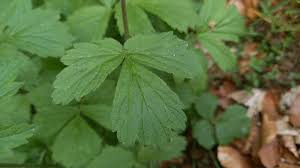 Attēlu rezultāti vaicājumam “Geum rivale leaf”