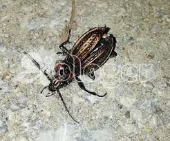 Attēlu rezultāti vaicājumam “Carabus cancellatus”