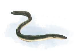 Image result for Anguilla anguilla