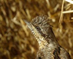 Attēlu rezultāti vaicājumam “Jynx torquilla adult”