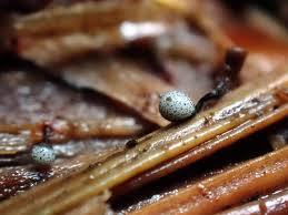 Attēlu rezultāti vaicājumam “Cribraria vulgaris”