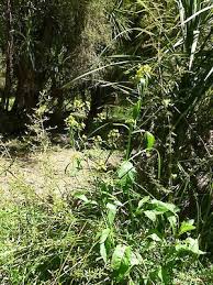 Attēlu rezultāti vaicājumam “Rorippa amphibia leaf”