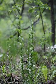 Attēlu rezultāti vaicājumam “Arabis hirsuta flower”