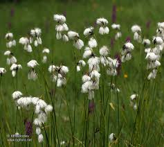 Attēlu rezultāti vaicājumam “Eriophorum latifolium flower”