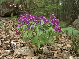 Attēlu rezultāti vaicājumam “Lathyrus vernus”