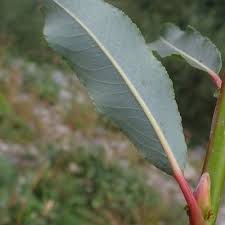 Attēlu rezultāti vaicājumam “Salix daphnoides leaf”