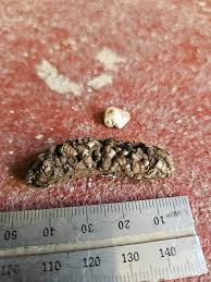 Image result for insect poop