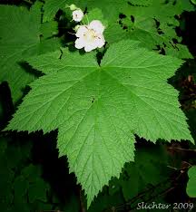 Attēlu rezultāti vaicājumam “Rubus parviflorus leaf”