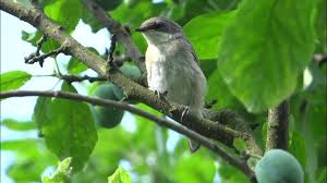 Attēlu rezultāti vaicājumam “Sylvia curruca”