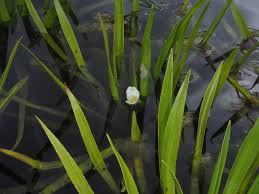 Attēlu rezultāti vaicājumam “Stratiotes aloides leaf”