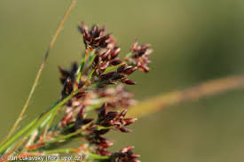 Attēlu rezultāti vaicājumam “Luzula luzuloides”