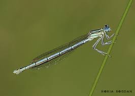 Attēlu rezultāti vaicājumam “Platycnemis pennipes”