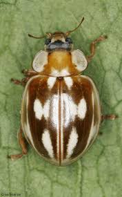 Attēlu rezultāti vaicājumam “Myzia oblongoguttata”