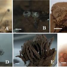 Attēlu rezultāti vaicājumam “Tubifera montana young”