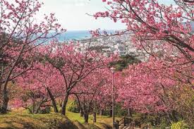 Image result for 緋寒桜