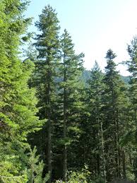 Attēlu rezultāti vaicājumam “Pinus peuce”