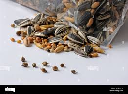 Attēlu rezultāti vaicājumam “Ambrosia artemisiifolia fruit”