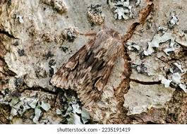 Attēlu rezultāti vaicājumam “Brachionycha nubeculosa”