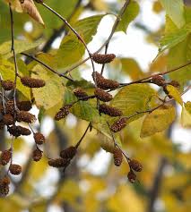 Attēlu rezultāti vaicājumam “Betula alleghaniensis”