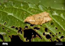 Attēlu rezultāti vaicājumam “Pandemis corylana”