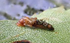 Attēlu rezultāti vaicājumam “Aphelia paleana larva”