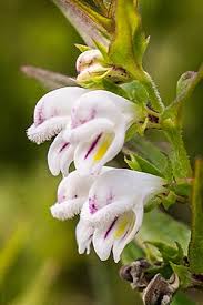 Attēlu rezultāti vaicājumam “Melampyrum nemorosum flower”