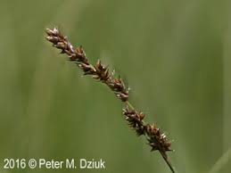 Attēlu rezultāti vaicājumam “Carex diandra”