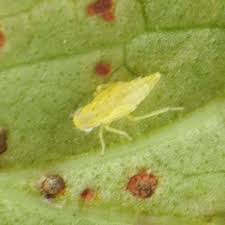 Attēlu rezultāti vaicājumam “Eupteryx vittata”