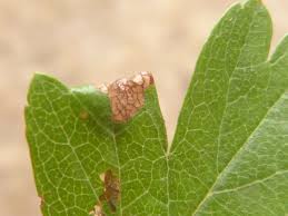 Attēlu rezultāti vaicājumam “Parornix anglicella”