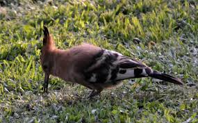 Image result for hoepoe