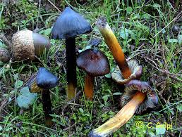 Attēlu rezultāti vaicājumam “Hygrocybe pseudoconica”