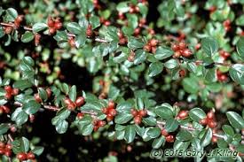 Attēlu rezultāti vaicājumam “Cotoneaster divaricatus fruit”
