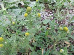 Attēlu rezultāti vaicājumam “Matricaria discoidea flower”