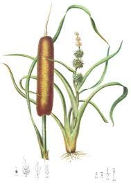 Attēlu rezultāti vaicājumam “Typhaceae”