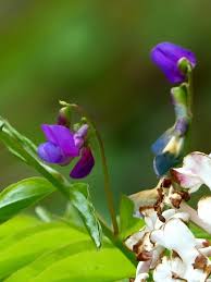 Attēlu rezultāti vaicājumam “Lathyrus palustris flower”