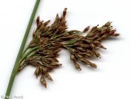 Attēlu rezultāti vaicājumam “Juncus inflexus”