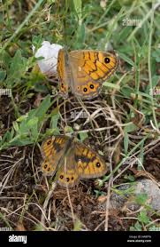 Attēlu rezultāti vaicājumam “Lasiommata megera male”