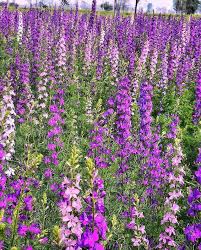 Image result for Delphinium consolida