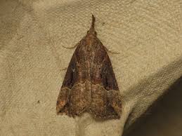 Attēlu rezultāti vaicājumam “Hypena rostralis”