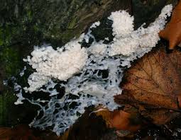 Attēlu rezultāti vaicājumam “Brefeldia maxima macro”