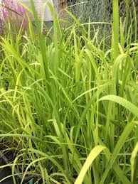 Attēlu rezultāti vaicājumam “Glyceria maxima fruit”